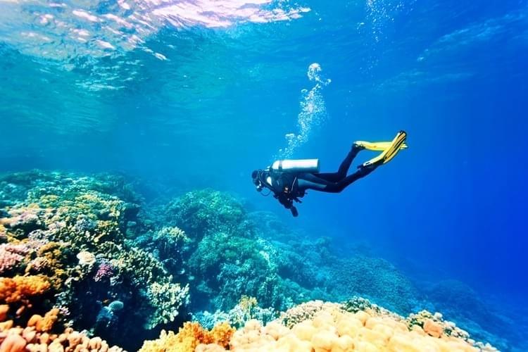 🐠 Dalgıçlar İçin Sualtı Cenneti